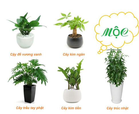 Các loại cây đem điều tốt trong phong thủy xây nhà cho gia chủ mệnh Mộc